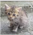 Bebês