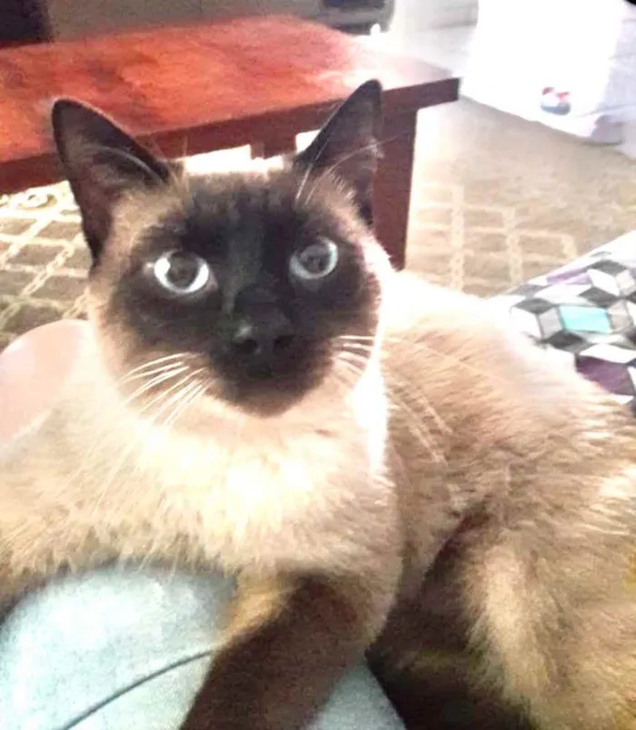 Gato ra a Siames  idade 2 a 6 meses nome George 