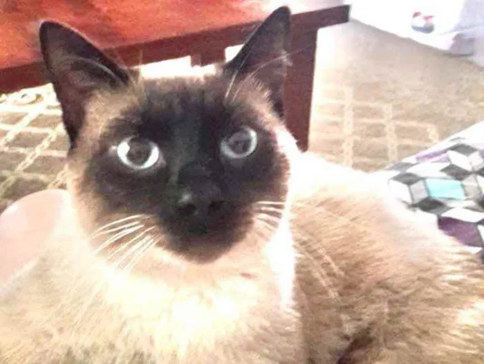 Gato ra a Siames  idade 2 a 6 meses nome George 