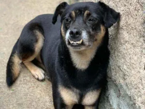 Cachorro raça SRD idade 6 ou mais anos nome Dentinho