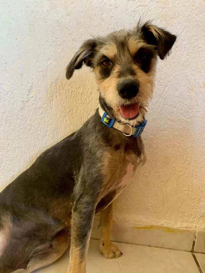 Cachorro ra a SRD idade 1 ano nome Nala