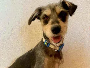 Cachorro raça SRD idade 1 ano nome Nala