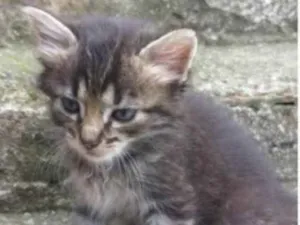 Gato raça PCB idade Abaixo de 2 meses nome Bebês 