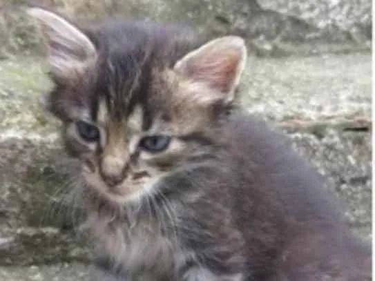Gato ra a PCB idade Abaixo de 2 meses nome Bebês 