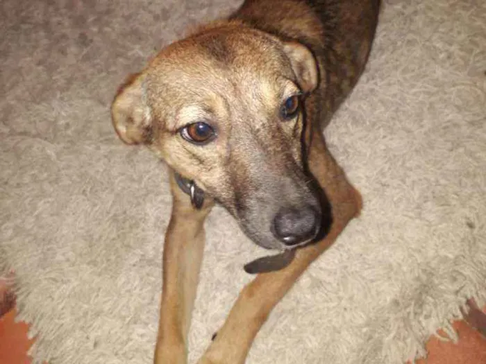 Cachorro ra a  idade 7 a 11 meses nome Chiquinha
