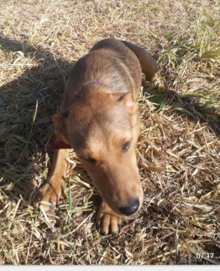 Cachorro ra a SRD idade 1 ano nome Juninho