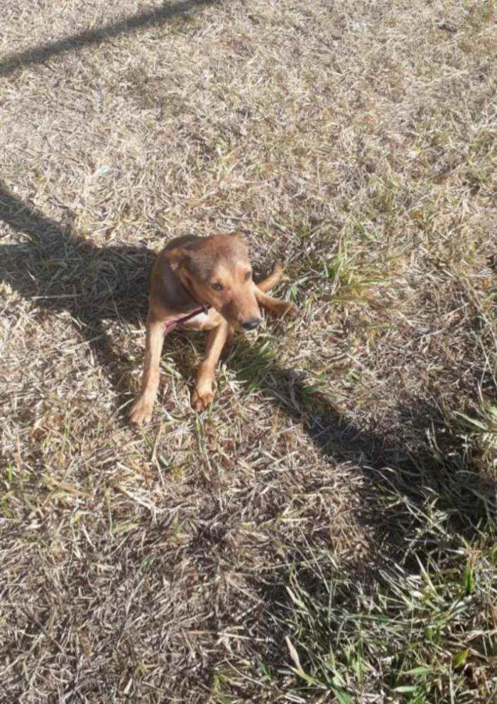 Cachorro ra a SRD idade 1 ano nome Juninho