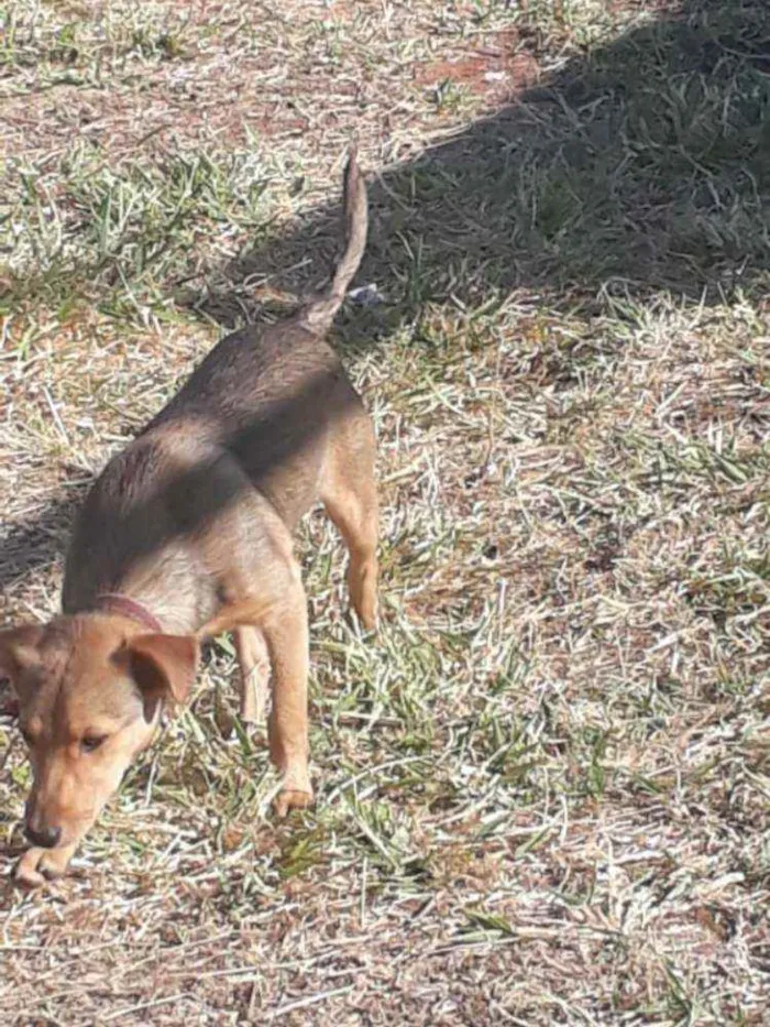 Cachorro ra a SRD idade 1 ano nome Juninho