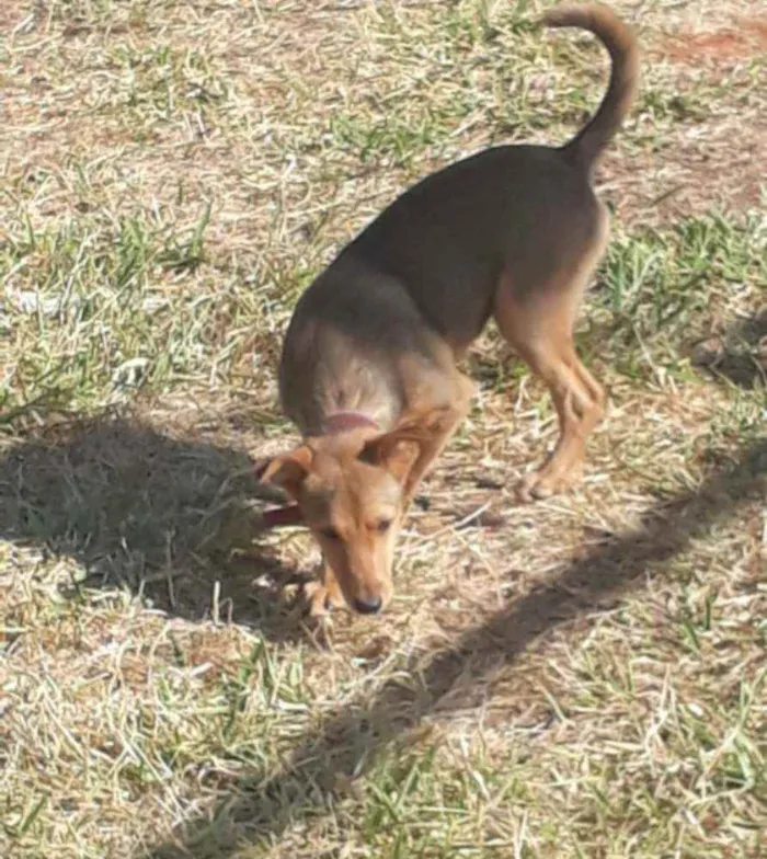 Cachorro ra a SRD idade 1 ano nome Juninho