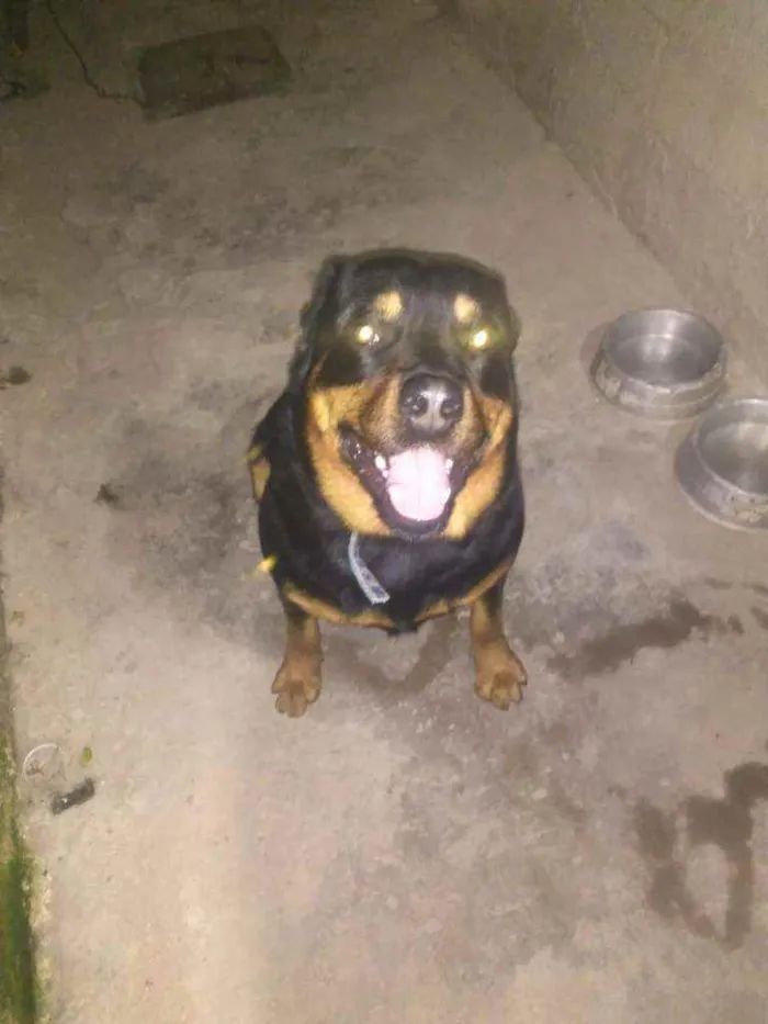 Cachorro ra a Rottiwailler idade 4 anos nome Troai