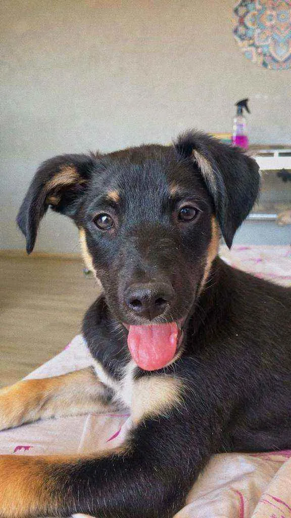 Cachorro ra a SRD idade 2 a 6 meses nome Quindim