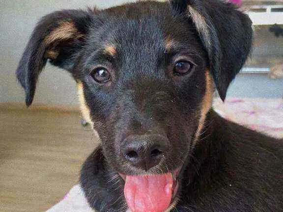Cachorro ra a SRD idade 2 a 6 meses nome Quindim