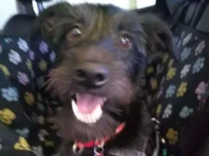 Cachorro raça SRD-ViraLata idade 1 ano nome Julie