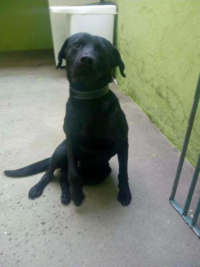 Cachorro ra a labrador com vira lata idade 1 ano nome Thor