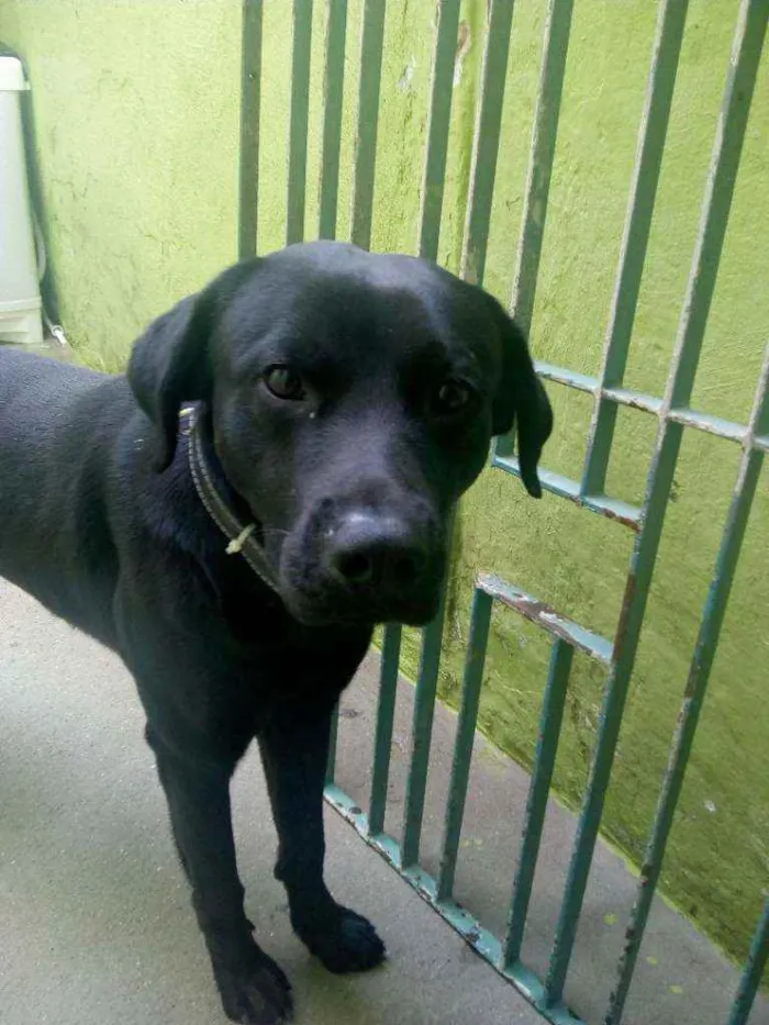 Cachorro ra a labrador com vira lata idade 1 ano nome Thor