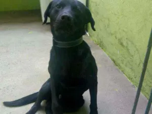Cachorro raça labrador com vira lata idade 1 ano nome Thor