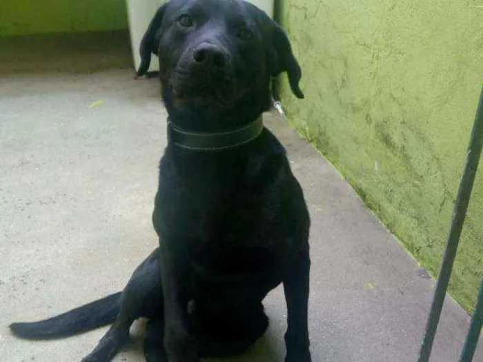 Cachorro ra a labrador com vira lata idade 1 ano nome Thor