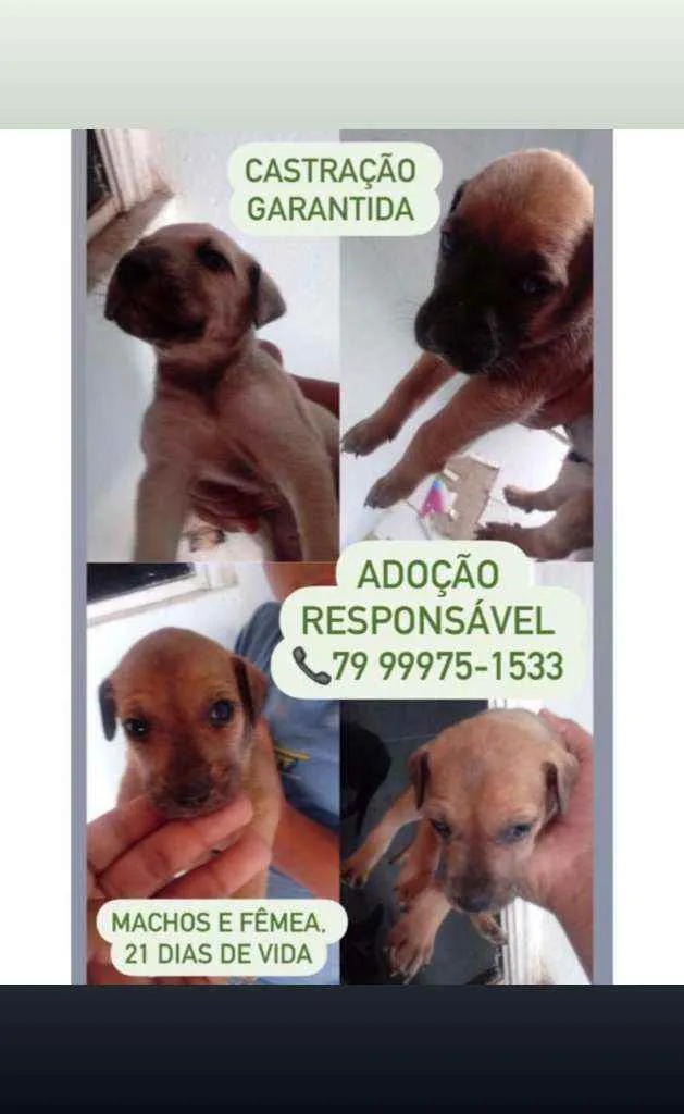 Cachorro raça Srd idade Abaixo de 2 meses nome Filhotes