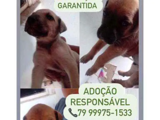 Cachorro raça Srd idade Abaixo de 2 meses nome Filhotes