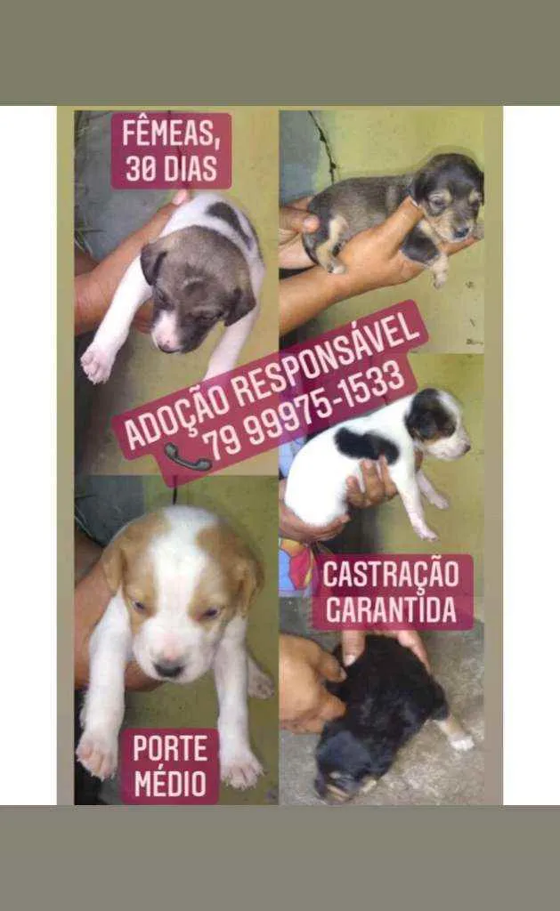 Cachorro raça Srd idade Abaixo de 2 meses nome Filhotes