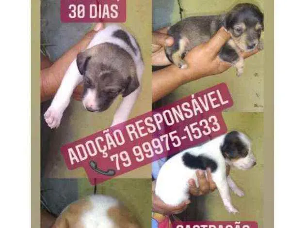 Cachorro raça Srd idade Abaixo de 2 meses nome Filhotes
