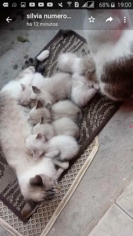 Gato ra a Tradicional idade Abaixo de 2 meses nome Sem nome