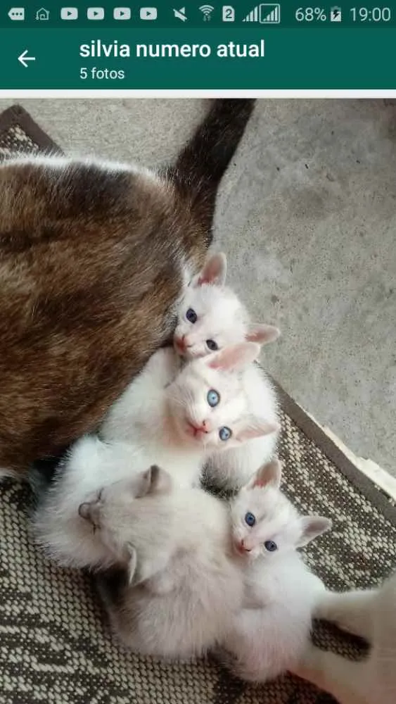 Gato ra a Tradicional idade Abaixo de 2 meses nome Sem nome