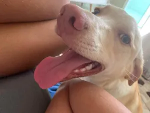 Cachorro raça SRD idade 2 a 6 meses nome Bento