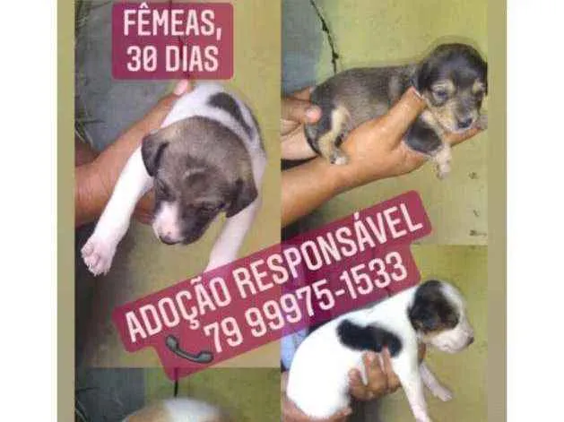 Cachorro raça Srd idade Abaixo de 2 meses nome Filhotes