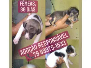 Cachorro raça Srd idade Abaixo de 2 meses nome Filhotes