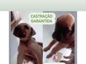 Cachorro raça Srd idade Abaixo de 2 meses nome Filhotes