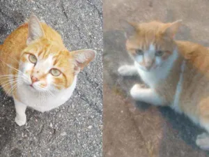 Gato raça SRD idade  nome Cenourinha