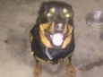 Troai