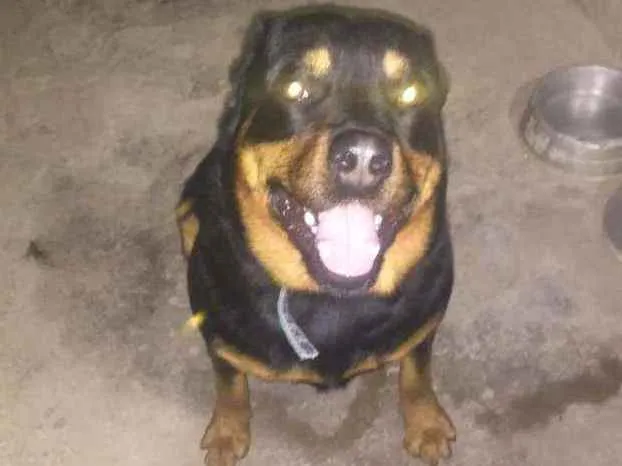 Cachorro ra a Rottiwailler idade 4 anos nome Troai