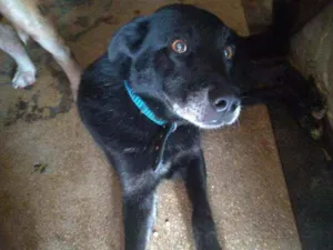 Cachorro raça SRD idade 5 anos nome Bruce
