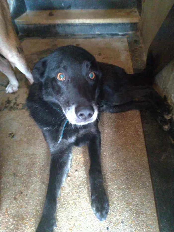 Cachorro raça SRD idade 5 anos nome Bruce