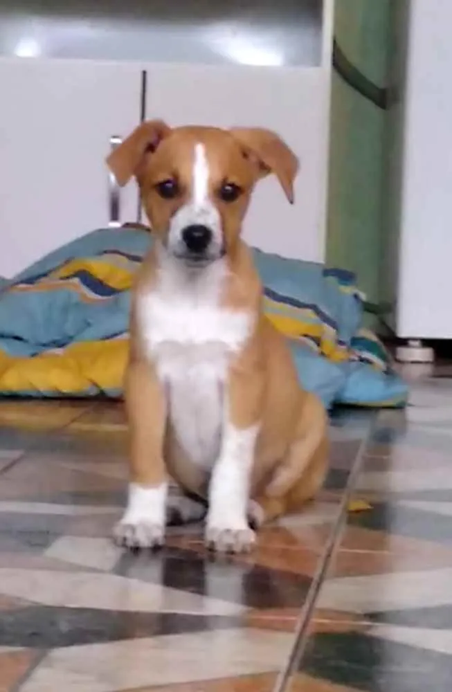 Cachorro ra a Vira lata idade 2 a 6 meses nome Blessed