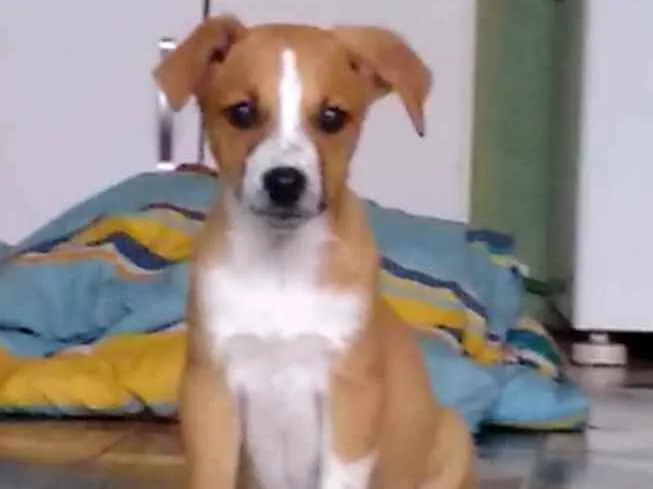 Cachorro ra a Vira lata idade 2 a 6 meses nome Blessed
