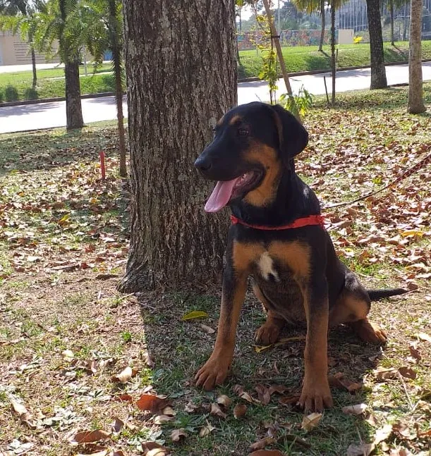Cachorro ra a Mestiço idade 2 a 6 meses nome Anny