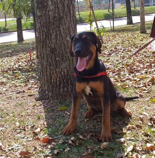 Cachorro ra a Mestiço idade 2 a 6 meses nome Anny