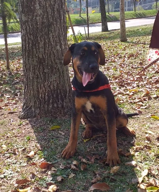 Cachorro ra a Mestiço idade 2 a 6 meses nome Anny
