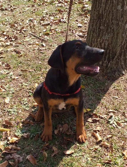 Cachorro ra a Mestiço idade 2 a 6 meses nome Anny