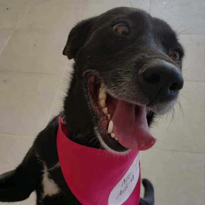 Cachorro ra a SRD idade 2 anos nome Betina