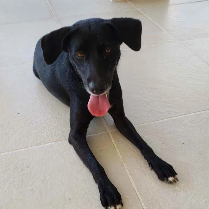 Cachorro ra a SRD idade 2 anos nome Betina