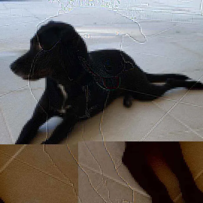 Cachorro ra a SRD idade 2 anos nome Betina