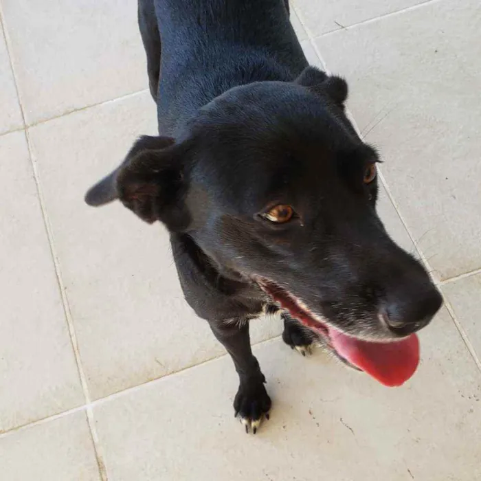 Cachorro ra a SRD idade 2 anos nome Betina