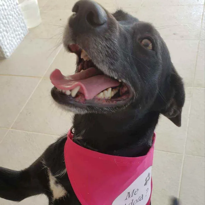 Cachorro ra a SRD idade 2 anos nome Betina