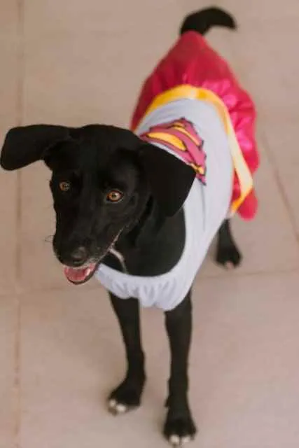 Cachorro ra a SRD idade 2 anos nome Betina
