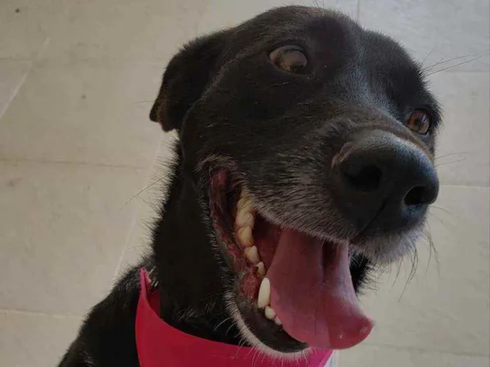 Cachorro ra a SRD idade 2 anos nome Betina