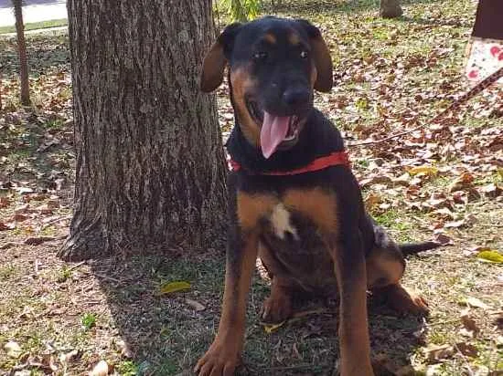 Cachorro ra a Mestiço idade 2 a 6 meses nome Anny